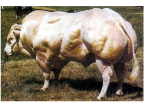 Myostatin